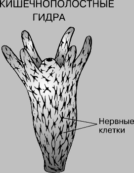 Кракен kr2web in маркетплейс